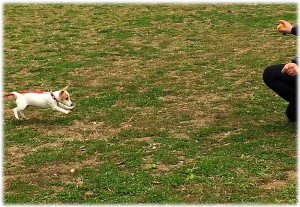 ドッグトレーニング アズワン(Dog Training asone)　埼玉県草加市周辺・東京都足立区周辺の犬のしつけ(出張トレーニング)・ペットシッター(犬の散歩代行等)　～飼い主さんと愛犬の『絆作り』をお手伝いさせていただきます～