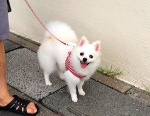 ドッグトレーニング アズワン(Dog Training asone)　埼玉県草加市周辺・東京都足立区周辺の犬のしつけ(出張トレーニング)・しつけ教室(グループレッスン)・ペットシッター(犬の散歩代行等)　～飼い主さんと愛犬の『絆作り』をお手伝いさせていただきます～　※ポメラニアン