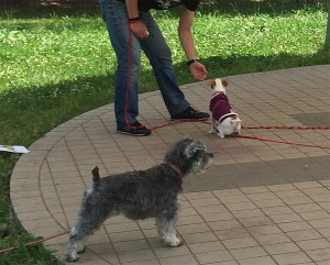 ドッグトレーニング アズワン(Dog Training asone)　埼玉県草加市周辺・東京都足立区周辺の犬のしつけ(出張トレーニング)・しつけ教室(グループレッスン)・ペットシッター(犬の散歩代行等)　～飼い主さんと愛犬の『絆作り』をお手伝いさせていただきます～　※ジャックラッセルテリア『フィービー』