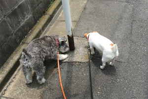 ドッグトレーニング アズワン(Dog Training asone)　埼玉県草加市周辺・東京都足立区周辺の犬のしつけ(出張トレーニング)・しつけ教室(グループレッスン)・ペットシッター(犬の散歩代行等)　～飼い主さんと愛犬の『絆作り』をお手伝いさせていただきます～　※ジャックラッセルテリア『フィービー』