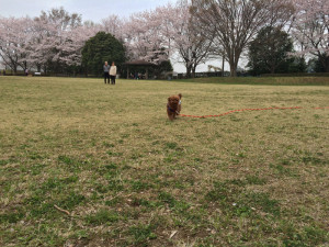 ドッグトレーニング アズワン(Dog Training asone)　埼玉県草加市周辺・東京都足立区周辺の犬のしつけ(出張トレーニング)・しつけ教室(グループレッスン)・ペットシッター(犬の散歩代行等)　～飼い主さんと愛犬の『絆作り』をお手伝いさせていただきます～　※トイプードル