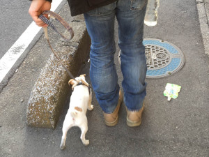 ドッグトレーニング アズワン(Dog Training asone)　埼玉県草加市周辺・東京都足立区周辺の犬のしつけ(出張トレーニング)・しつけ教室(グループレッスン)・ペットシッター(犬の散歩代行等)　～飼い主さんと愛犬の『絆作り』をお手伝いさせていただきます～　※ジャックラッセルテリア