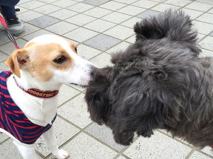 ドッグトレーニング アズワン(Dog Training asone)　埼玉県草加市周辺・東京都足立区周辺の犬のしつけ(出張トレーニング)・しつけ教室(グループレッスン)・ペットシッター(犬の散歩代行等)　～飼い主さんと愛犬の『絆作り』をお手伝いさせていただきます～　※シュナウザー＆ジャックラッセルテリア
